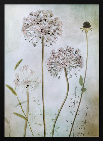 A framed botanical artwork featuring a variety of delicate wildflowers, including several large, round, light pink allium heads with dark centers, on long slender stems against a pale, textured green and beige background. Decor