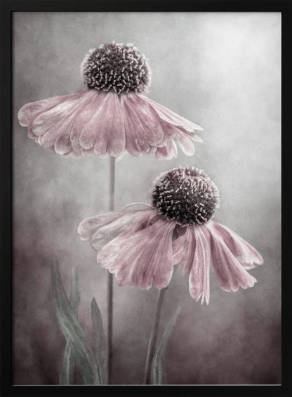 A soft-focus, artistic photograph of two delicate pink flowers with dark, textured centers and drooping petals against a muted, mottled grey background. Print
