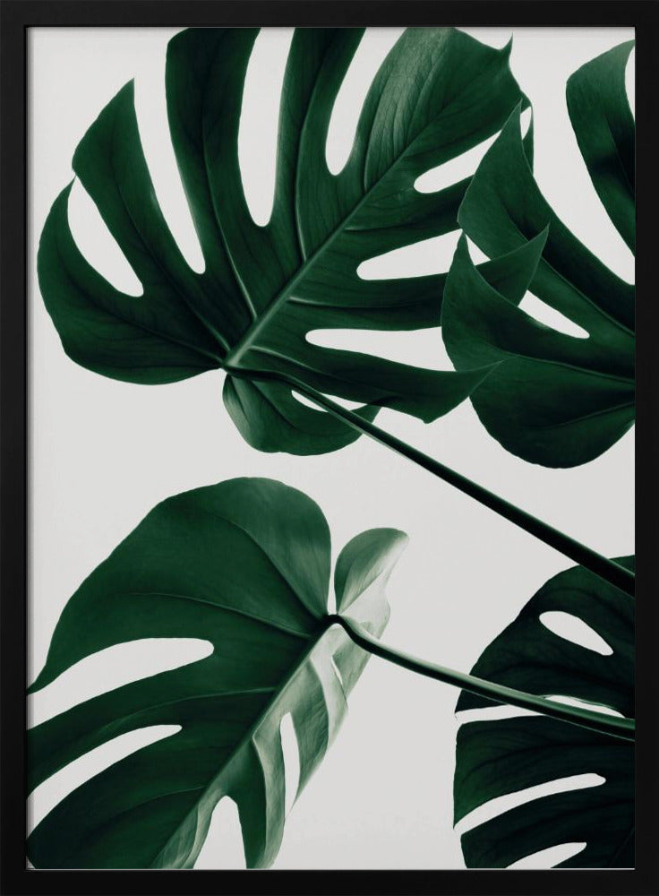 A low-angle, close-up photograph of several large, dark green Monstera leaves against a solid white background, enclosed in a thin black frame. The focus is on the characteristic splits and glossy texture of the leaves. Artwork