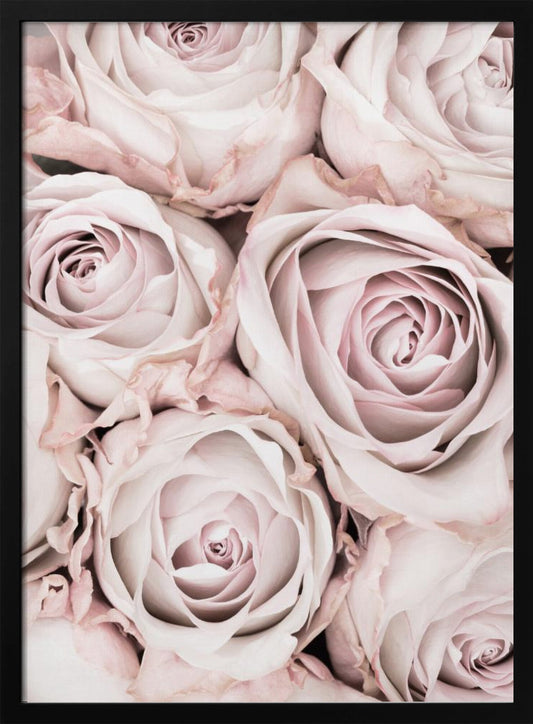 A close-up, overhead photograph of a dense bouquet of dusty pink roses with delicate, layered petals, all framed in black. Wall Art