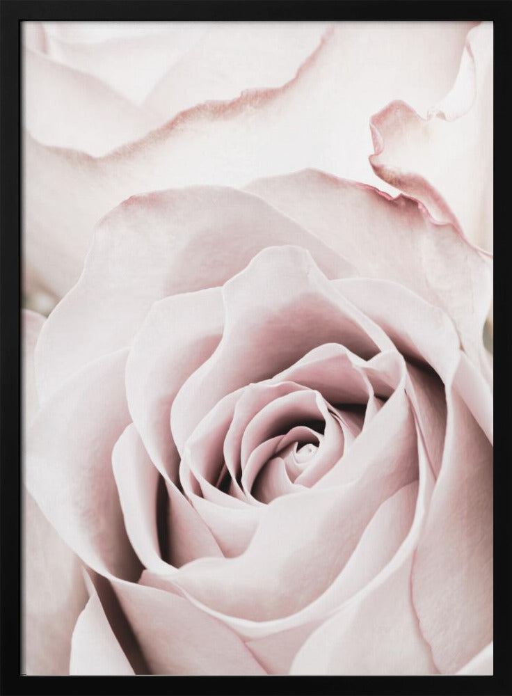 A tightly cropped, macro photograph of a dusty pink rose in a black frame, with its soft petals spiraling inward. Print