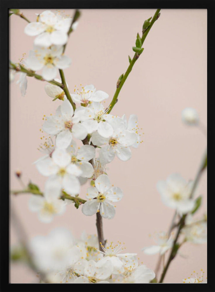 A close-up photograph of delicate white cherry blossoms with yellow stamens blooming on a thin branch against a soft pale pink background. The image has a shallow depth of field, focusing on the central cluster of flowers. Artwork
