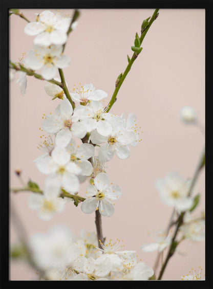 A close-up photograph of delicate white cherry blossoms with yellow stamens blooming on a thin branch against a soft pale pink background. The image has a shallow depth of field, focusing on the central cluster of flowers. Artwork