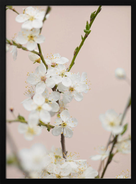 A close-up photograph of delicate white cherry blossoms with yellow stamens blooming on a thin branch against a soft pale pink background. The image has a shallow depth of field, focusing on the central cluster of flowers. Artwork