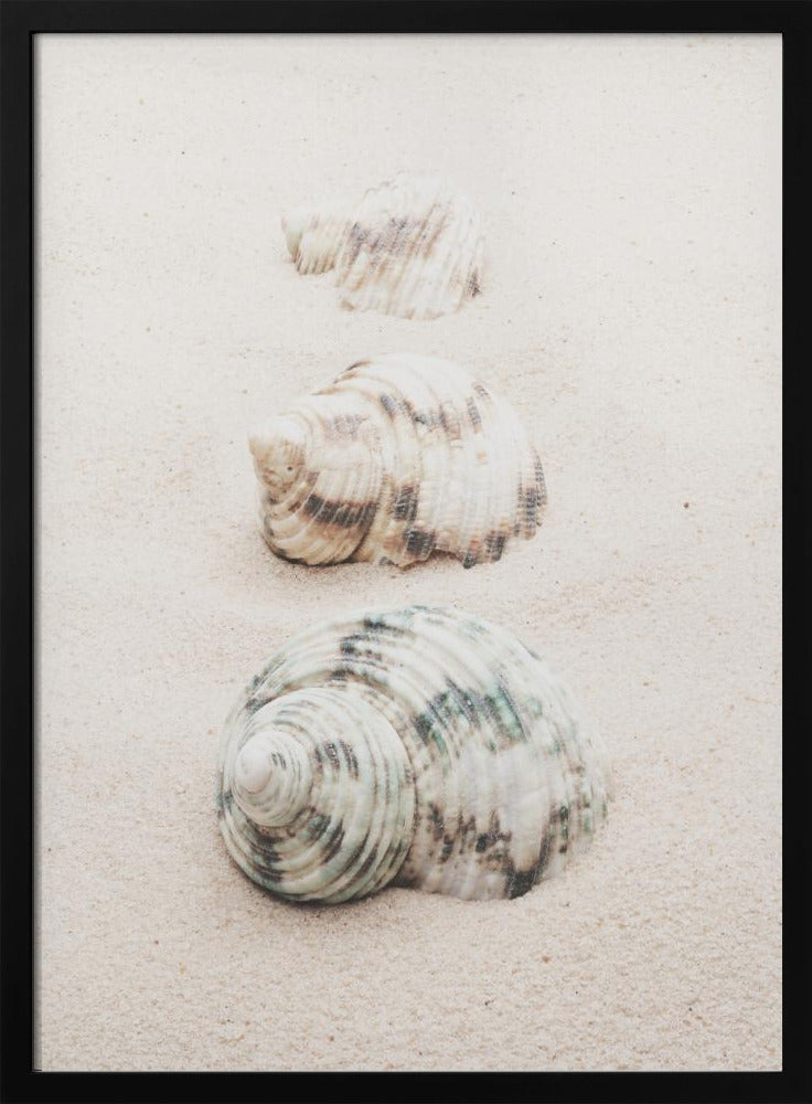 A close-up photograph of three seashells arranged in a vertical line on pale, fine-grained sand. The shells increase in size from top to bottom, with the largest, a white and green patterned turban shell, in the foreground. The image has a soft, serene quality and is enclosed in a black frame. Print
