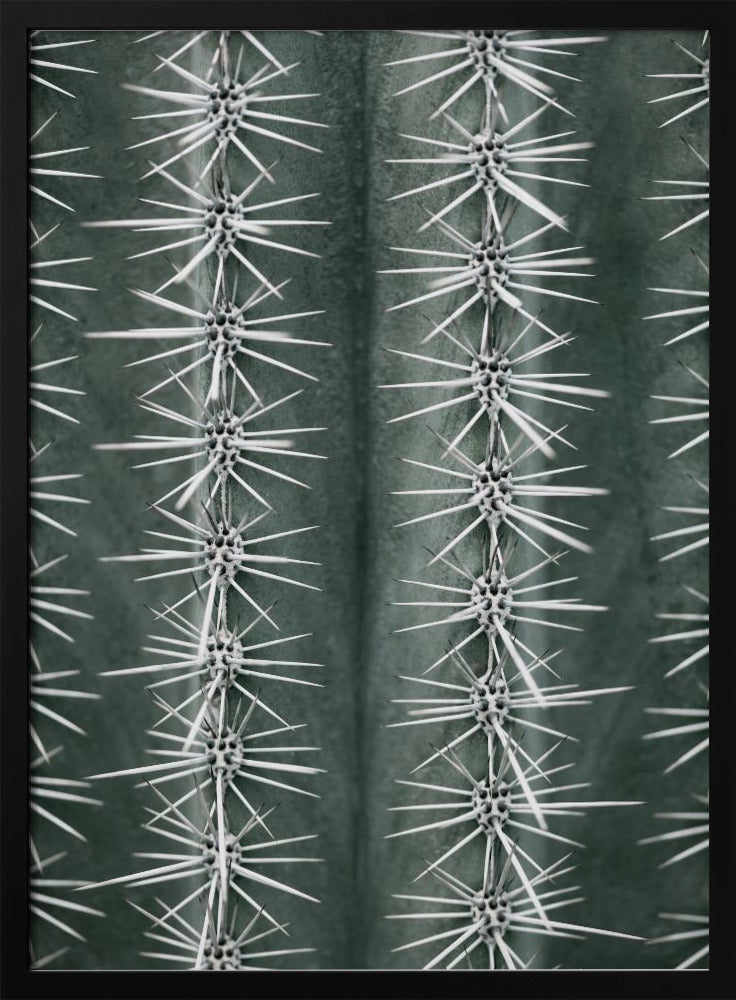 A detailed macro photograph of a cactus, focusing on two vertical rows of sharp, white spines emerging in star-like clusters from the dark green, ribbed surface of the plant. Artwork