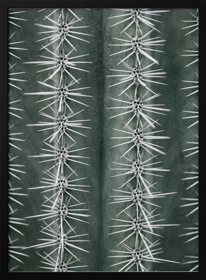 A detailed macro photograph of a cactus, focusing on two vertical rows of sharp, white spines emerging in star-like clusters from the dark green, ribbed surface of the plant. Artwork