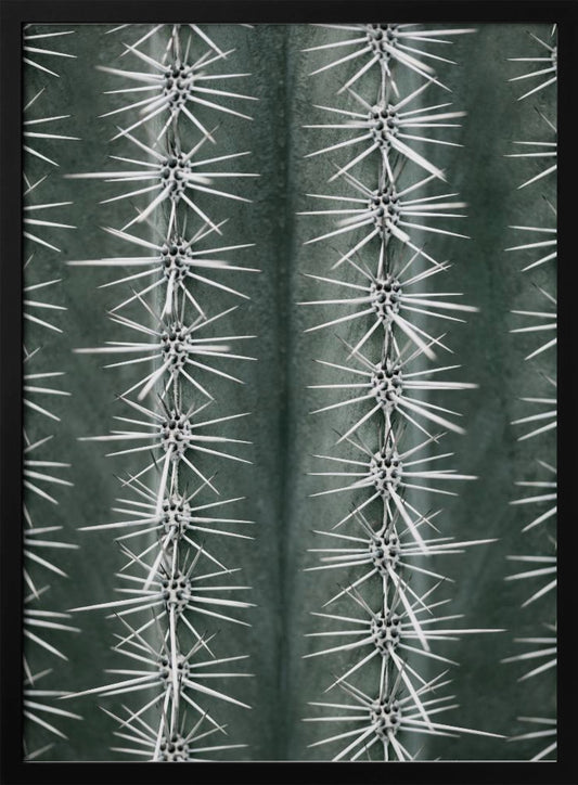 A detailed macro photograph of a cactus, focusing on two vertical rows of sharp, white spines emerging in star-like clusters from the dark green, ribbed surface of the plant. Artwork