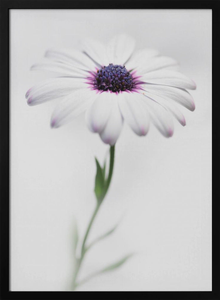 A soft-focus, close-up photograph of a single African daisy with white petals tipped in light purple. The flower has a vibrant, textured purple center and is set against a plain, bright white background, with its green stem softly blurred below. Decor