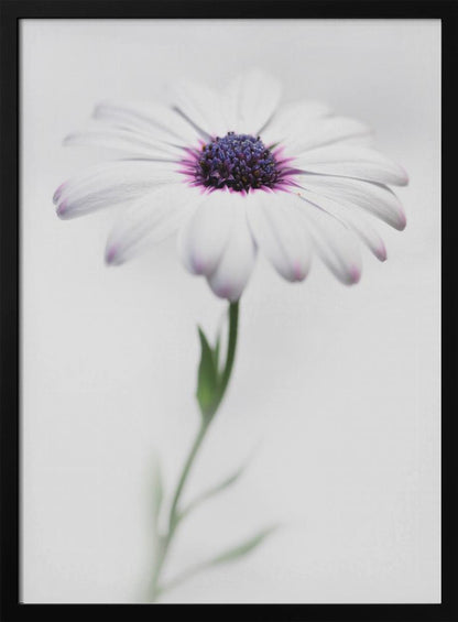 A soft-focus, close-up photograph of a single African daisy with white petals tipped in light purple. The flower has a vibrant, textured purple center and is set against a plain, bright white background, with its green stem softly blurred below. Decor