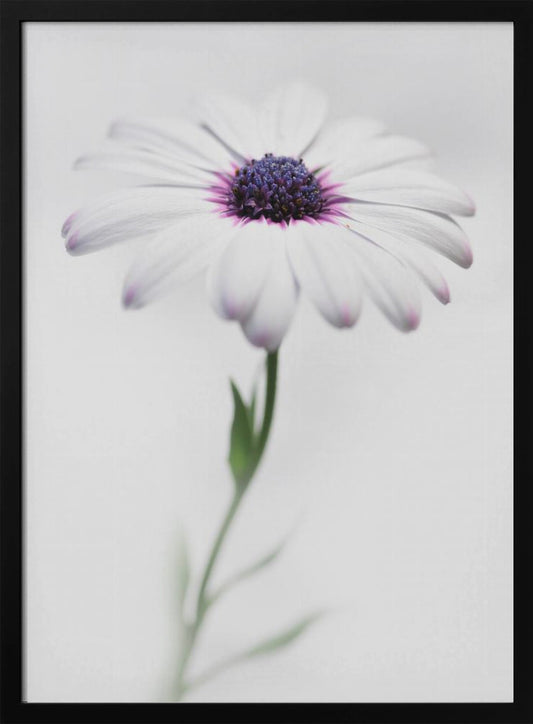 A soft-focus, close-up photograph of a single African daisy with white petals tipped in light purple. The flower has a vibrant, textured purple center and is set against a plain, bright white background, with its green stem softly blurred below. Decor