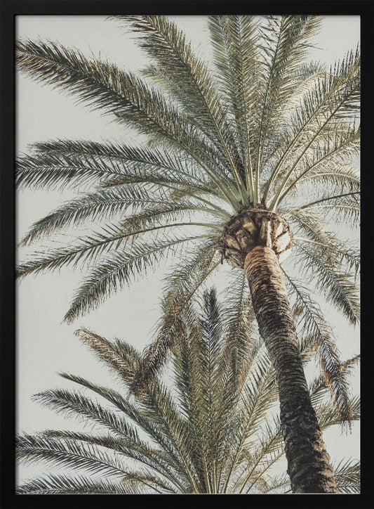 A framed, low-angle photograph of a tall palm tree with a textured brown trunk and sprawling green fronds set against a pale, overcast sky. Wall Art
