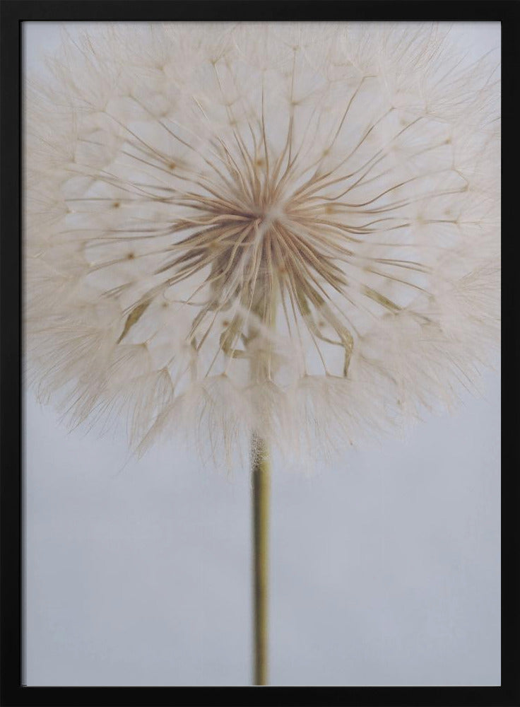 A close-up, macro shot of a fluffy dandelion seed head against a pale, muted grey background. The focus is on the intricate center from which the delicate seeds radiate outwards, creating a soft and ethereal texture. Print
