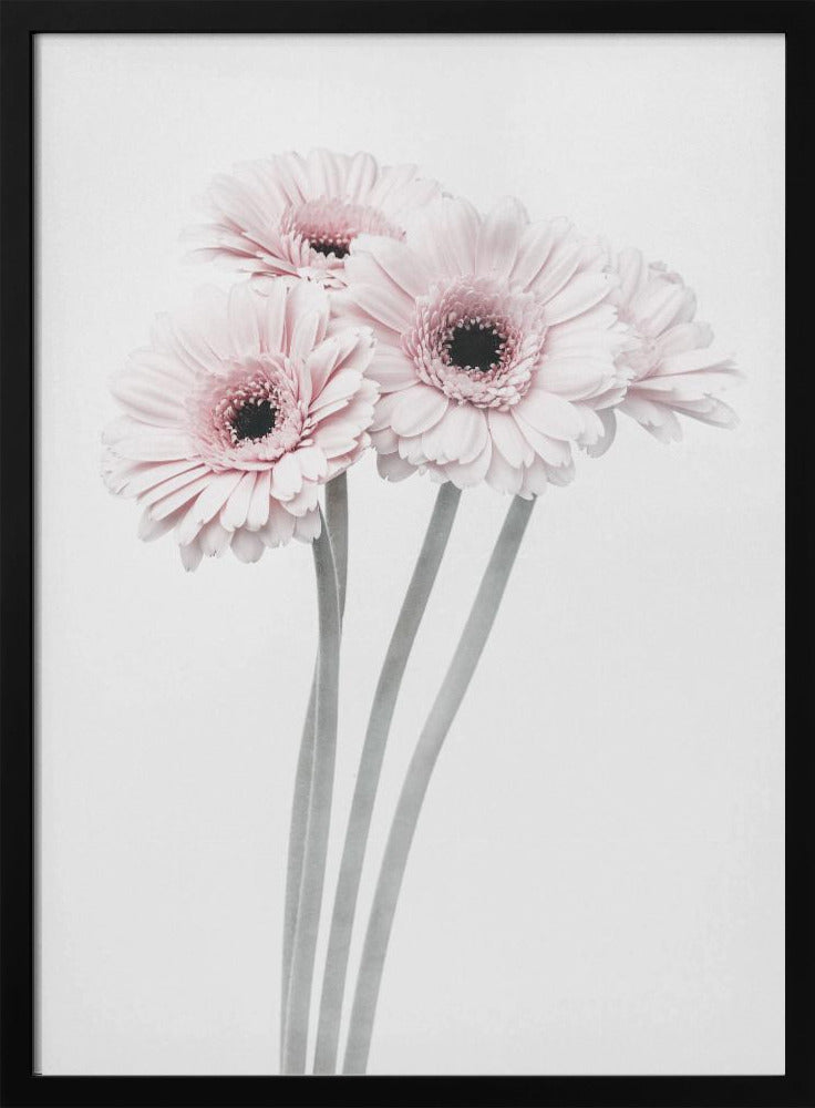 A framed art print featuring a bouquet of four light pink gerbera daisies with dark, detailed centers against a bright white background. The stems are rendered in a soft gray, creating a minimalist and elegant floral composition. Print