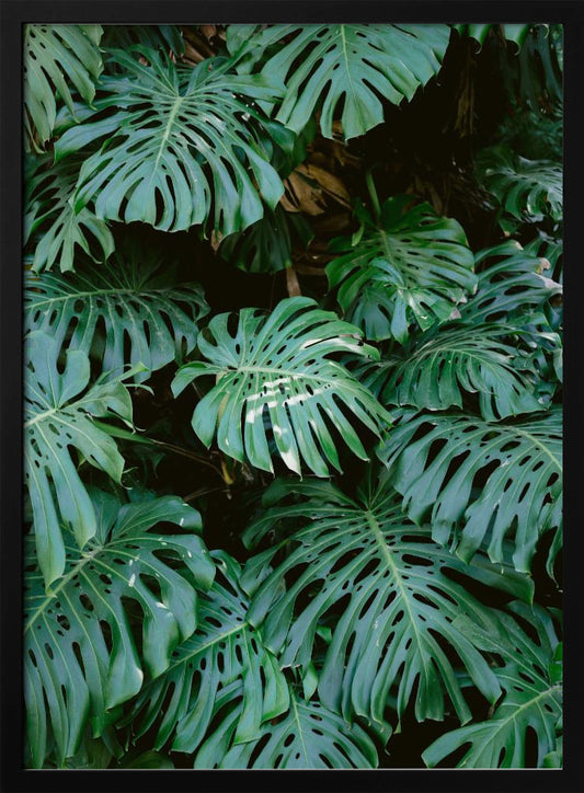 A close-up photograph of a dense cluster of large, vibrant green Monstera deliciosa leaves, also known as Swiss cheese plants. The leaves, with their characteristic splits and holes, fill the frame, creating a lush, textured pattern against a dark, shadowy background. Artwork