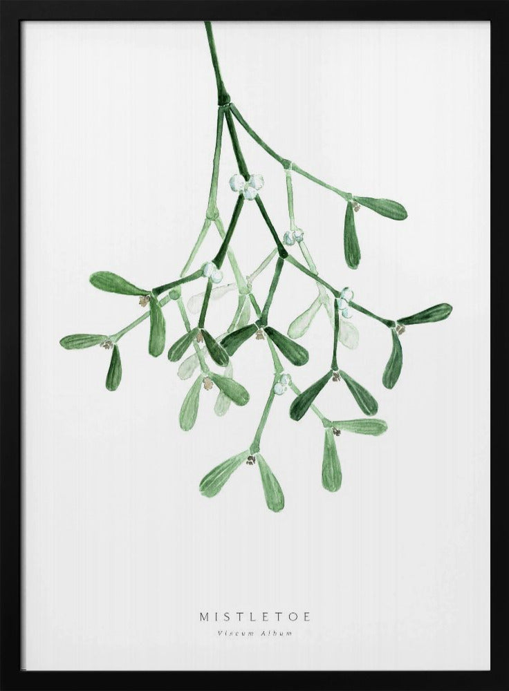 A framed botanical illustration of a sprig of mistletoe hanging from the top. The watercolor painting shows green leaves and stems with small white berries against a plain white background. At the bottom, text reads 'MISTLETOE' and its scientific name 'Viscum Album'. Poster