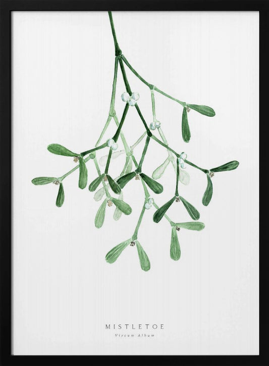A framed botanical illustration of a sprig of mistletoe hanging from the top. The watercolor painting shows green leaves and stems with small white berries against a plain white background. At the bottom, text reads 'MISTLETOE' and its scientific name 'Viscum Album'. Poster