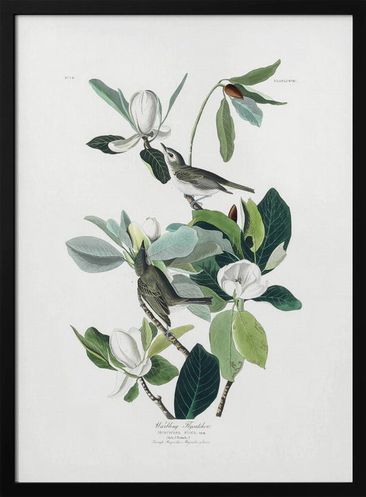 A vintage scientific illustration of two small olive-green birds, Warbling Flycatchers, perched on the branches of a magnolia tree. The tree has large green leaves and several large white magnolia flowers in various stages of bloom. The illustration is on a white background with script at the bottom and presented in a black frame. Decor