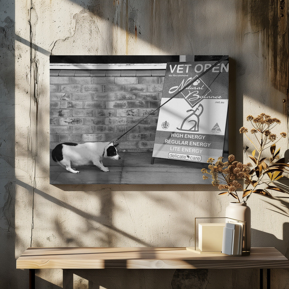A framed, black and white photograph of a small, stout, black and white dog on a leash. The dog is crouched low and appears to be stubbornly resisting being pulled towards a large A-frame sign that reads 'VET OPEN' and advertises 'Natural Balance' dog food, with options like 'HIGH ENERGY' and 'LITE ENERGY', creating a humorous contrast. Poster