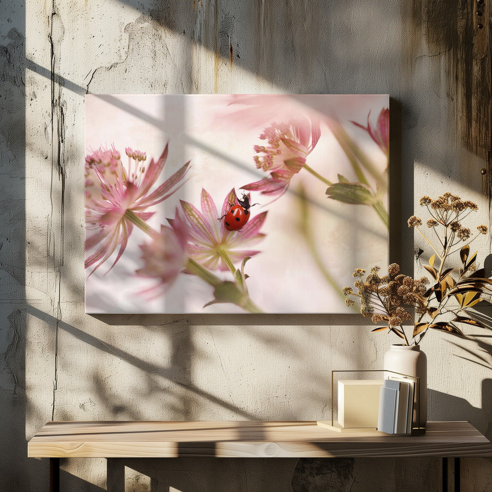 A macro photograph captures a vivid red ladybug with black spots as it crawls on the delicate petals of a pink Astrantia flower. The scene is soft-focused with a dreamy, light pink and cream background, giving it a gentle and serene feel. Print