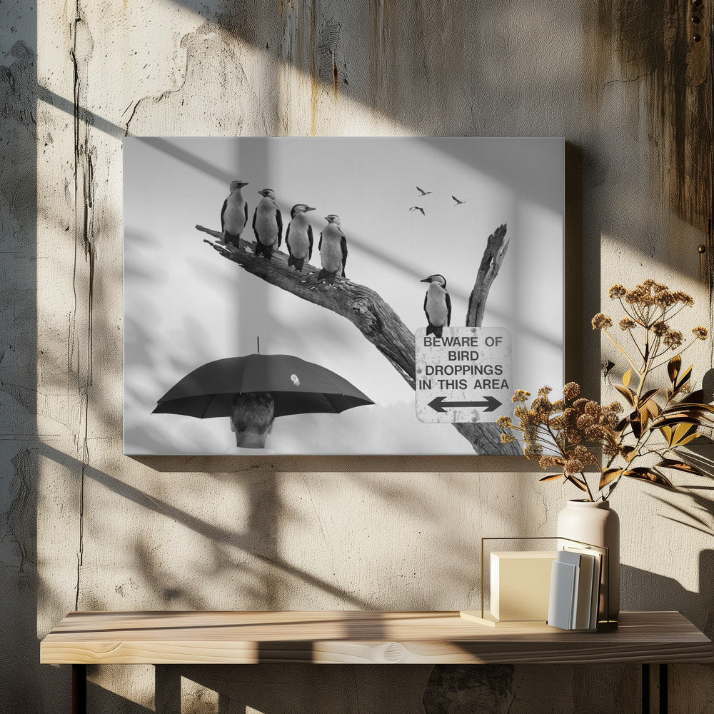A humorous black and white photograph depicting a man from behind holding a large black umbrella. Above him, a row of five shags, or cormorants, are perched on a dead tree branch next to a sign that reads 'BEWARE OF BIRD DROPPINGS IN THIS AREA'. Wall Art