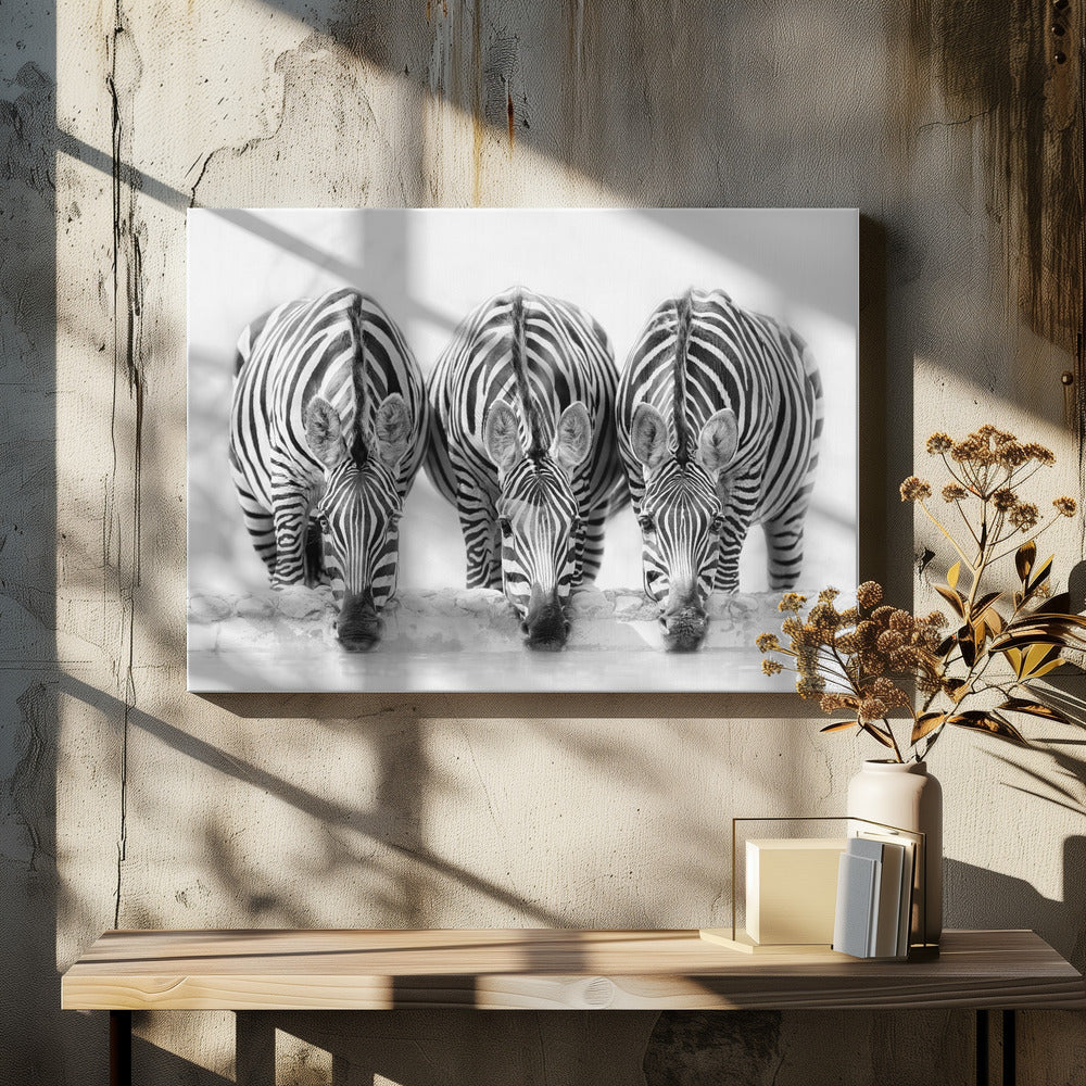 A striking black and white photograph of three zebras standing side by side, their heads lowered in unison to drink from a watering hole. The symmetrical composition highlights the mesmerizing patterns of their stripes against a bright, white background. The image is presented within a silver frame. Print