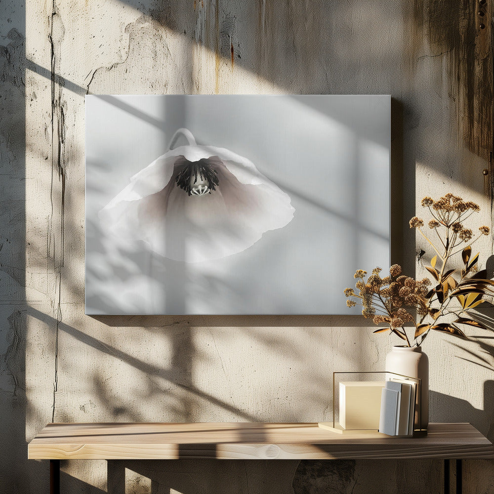 A close-up, soft-focus photograph of a single white poppy flower hanging downwards. The delicate petals are white with a hint of blush, revealing a dark black center. The background is a smooth, light gray, and the entire image is presented in a silver frame. Poster
