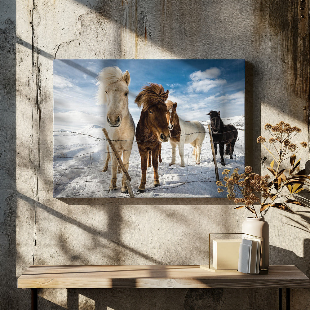 A close-up shot of four Icelandic horses with thick, wind-blown manes standing in a snowy field behind a wire fence. In the background, snow-covered mountains are visible under a bright blue sky with fluffy white clouds. Decor