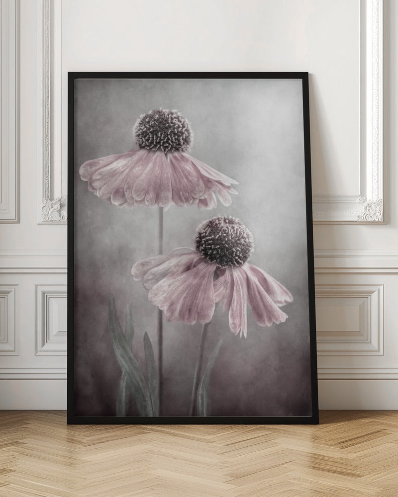 A soft-focus, artistic photograph of two delicate pink flowers with dark, textured centers and drooping petals against a muted, mottled grey background. Print