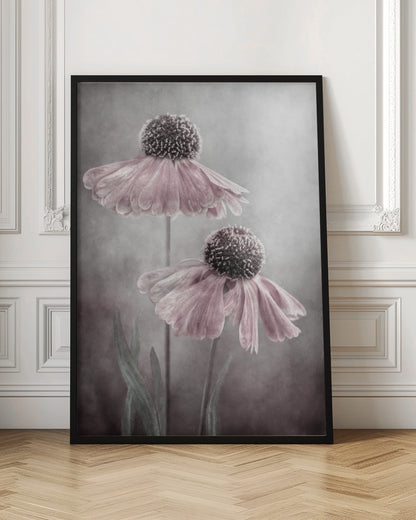 A soft-focus, artistic photograph of two delicate pink flowers with dark, textured centers and drooping petals against a muted, mottled grey background. Print