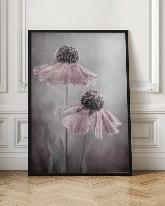 A soft-focus, artistic photograph of two delicate pink flowers with dark, textured centers and drooping petals against a muted, mottled grey background. Print