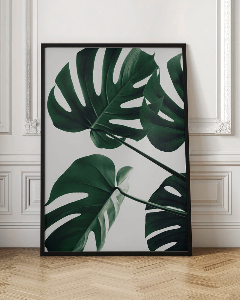 A low-angle, close-up photograph of several large, dark green Monstera leaves against a solid white background, enclosed in a thin black frame. The focus is on the characteristic splits and glossy texture of the leaves. Artwork