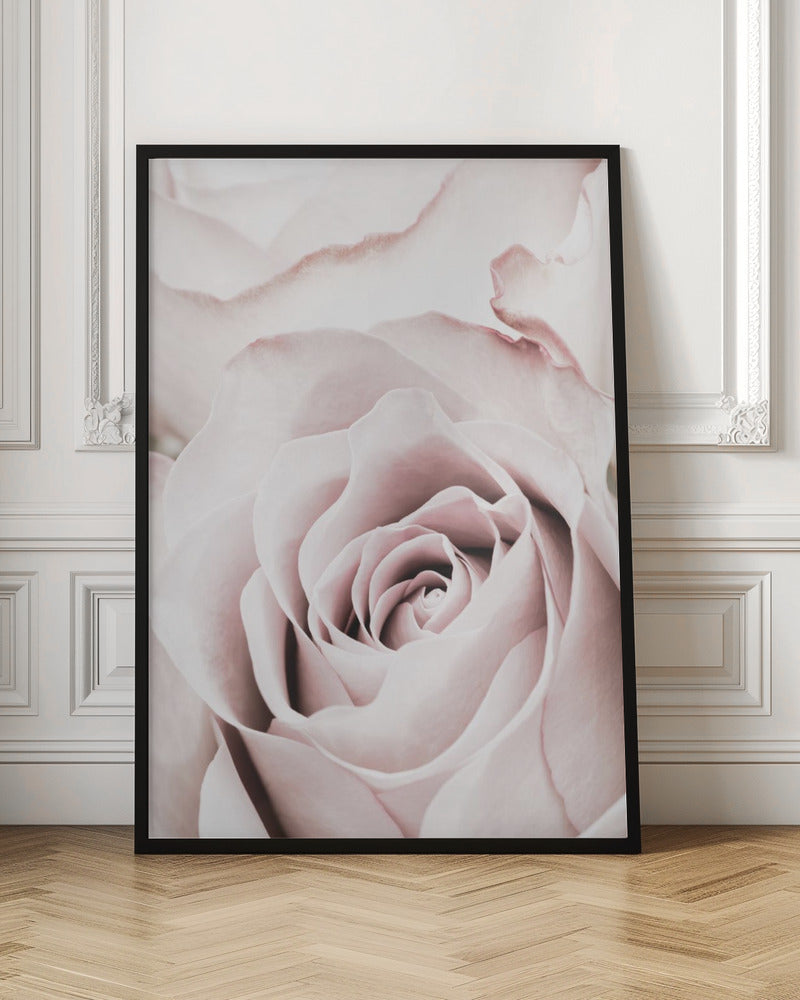 A tightly cropped, macro photograph of a dusty pink rose in a black frame, with its soft petals spiraling inward. Print