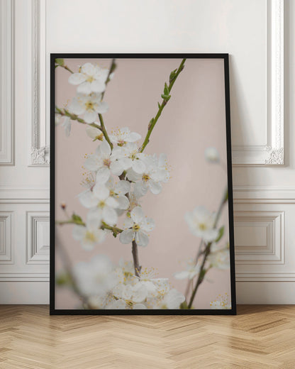A close-up photograph of delicate white cherry blossoms with yellow stamens blooming on a thin branch against a soft pale pink background. The image has a shallow depth of field, focusing on the central cluster of flowers. Artwork