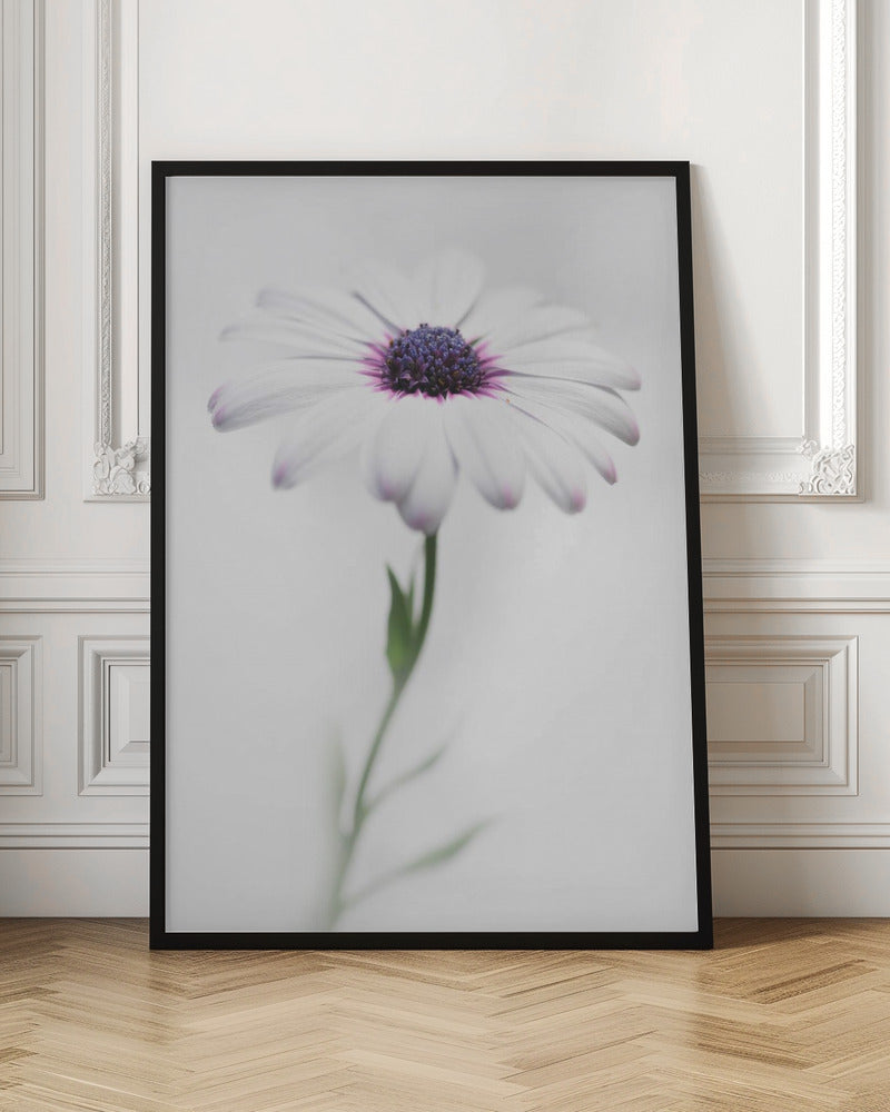 A soft-focus, close-up photograph of a single African daisy with white petals tipped in light purple. The flower has a vibrant, textured purple center and is set against a plain, bright white background, with its green stem softly blurred below. Decor