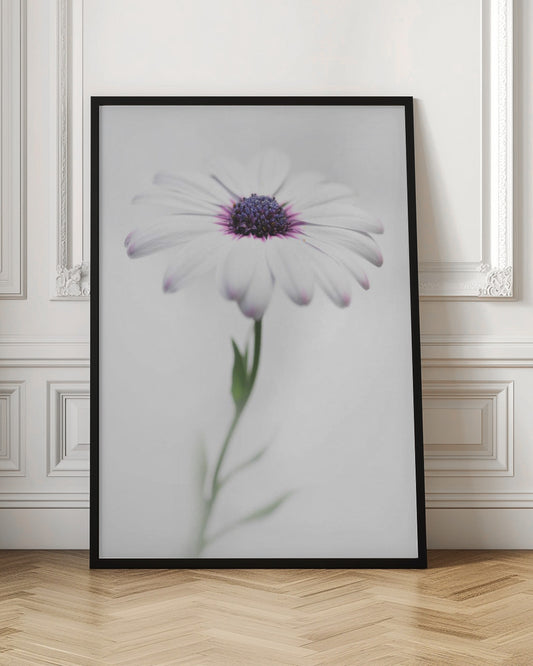 A soft-focus, close-up photograph of a single African daisy with white petals tipped in light purple. The flower has a vibrant, textured purple center and is set against a plain, bright white background, with its green stem softly blurred below. Decor