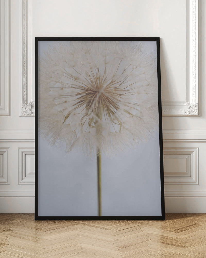 A close-up, macro shot of a fluffy dandelion seed head against a pale, muted grey background. The focus is on the intricate center from which the delicate seeds radiate outwards, creating a soft and ethereal texture. Print