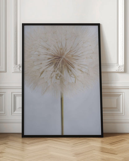 A close-up, macro shot of a fluffy dandelion seed head against a pale, muted grey background. The focus is on the intricate center from which the delicate seeds radiate outwards, creating a soft and ethereal texture. Print