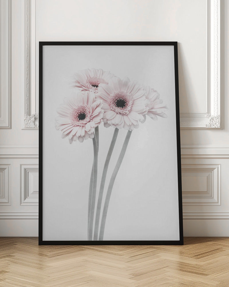 A framed art print featuring a bouquet of four light pink gerbera daisies with dark, detailed centers against a bright white background. The stems are rendered in a soft gray, creating a minimalist and elegant floral composition. Print