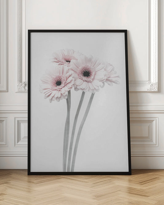A framed art print featuring a bouquet of four light pink gerbera daisies with dark, detailed centers against a bright white background. The stems are rendered in a soft gray, creating a minimalist and elegant floral composition. Print