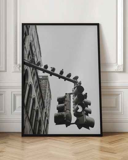 A low-angle, black and white photograph of pigeons perched along a traffic light arm, with a large city building in the background against a gray sky. Wall Art