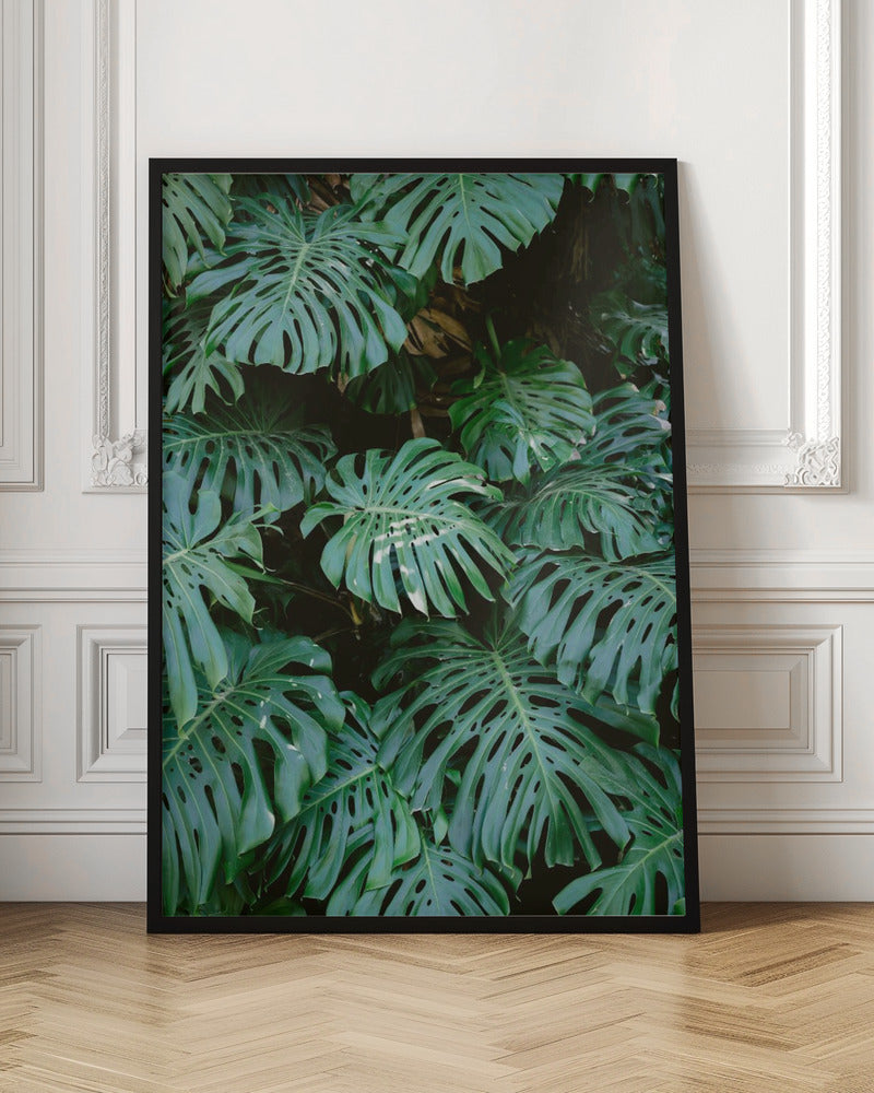 A close-up photograph of a dense cluster of large, vibrant green Monstera deliciosa leaves, also known as Swiss cheese plants. The leaves, with their characteristic splits and holes, fill the frame, creating a lush, textured pattern against a dark, shadowy background. Artwork