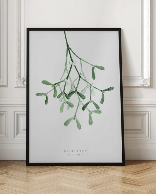 A framed botanical illustration of a sprig of mistletoe hanging from the top. The watercolor painting shows green leaves and stems with small white berries against a plain white background. At the bottom, text reads 'MISTLETOE' and its scientific name 'Viscum Album'. Poster