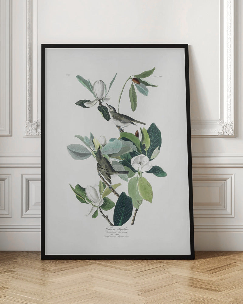 A vintage scientific illustration of two small olive-green birds, Warbling Flycatchers, perched on the branches of a magnolia tree. The tree has large green leaves and several large white magnolia flowers in various stages of bloom. The illustration is on a white background with script at the bottom and presented in a black frame. Decor