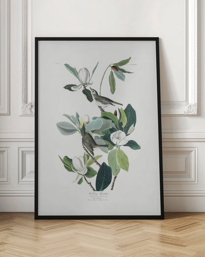 A vintage scientific illustration of two small olive-green birds, Warbling Flycatchers, perched on the branches of a magnolia tree. The tree has large green leaves and several large white magnolia flowers in various stages of bloom. The illustration is on a white background with script at the bottom and presented in a black frame. Decor