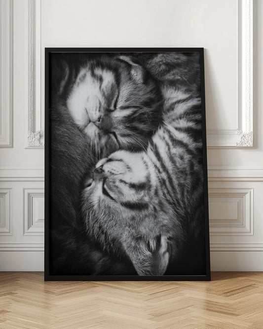 A tender black and white close-up photograph of two striped tabby kittens sleeping soundly, curled up together in a yin-yang-like position. Wall Art