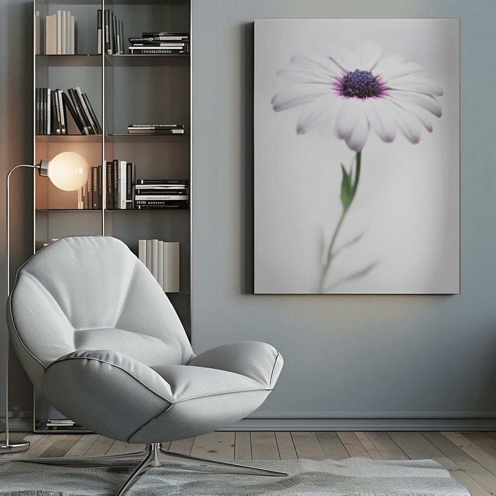 A soft-focus, close-up photograph of a single African daisy with white petals tipped in light purple. The flower has a vibrant, textured purple center and is set against a plain, bright white background, with its green stem softly blurred below. Decor