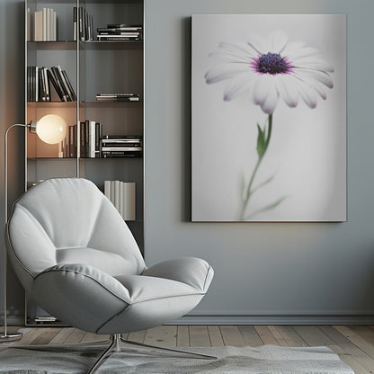 A soft-focus, close-up photograph of a single African daisy with white petals tipped in light purple. The flower has a vibrant, textured purple center and is set against a plain, bright white background, with its green stem softly blurred below. Decor