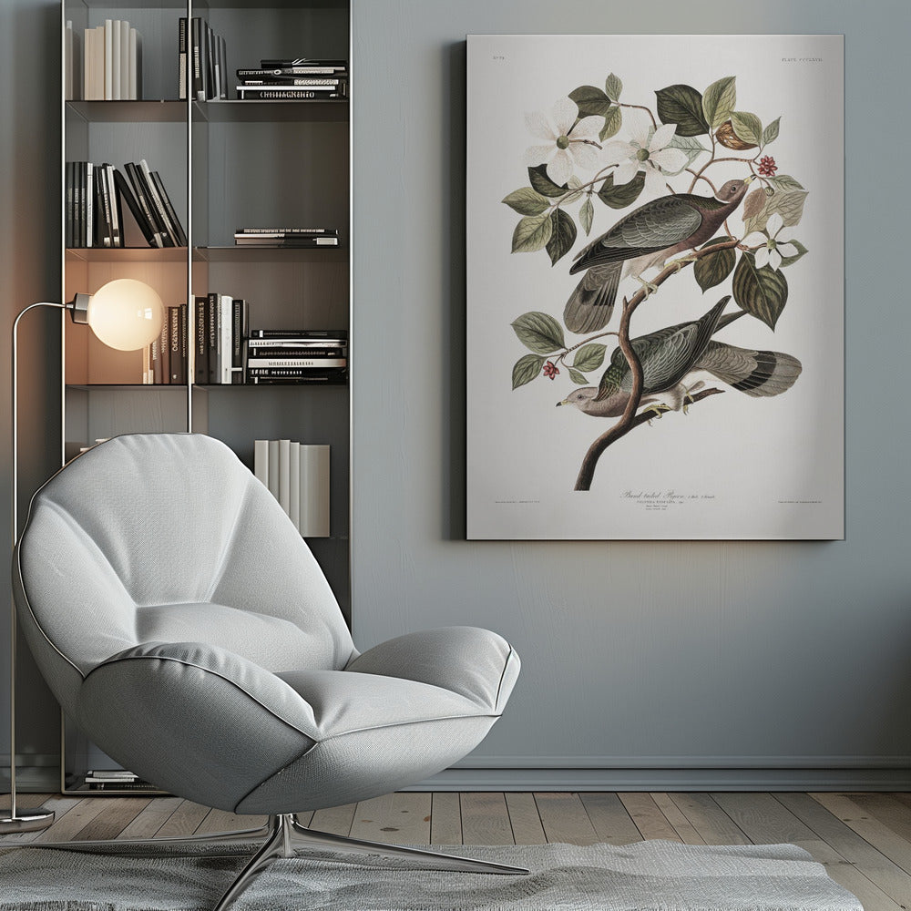 A vintage ornithological illustration of two Band-tailed Pigeons perched on the branch of a flowering dogwood tree. The detailed artwork showcases the birds' grey and brown plumage amidst white blossoms and green leaves against a neutral off-white background. Poster