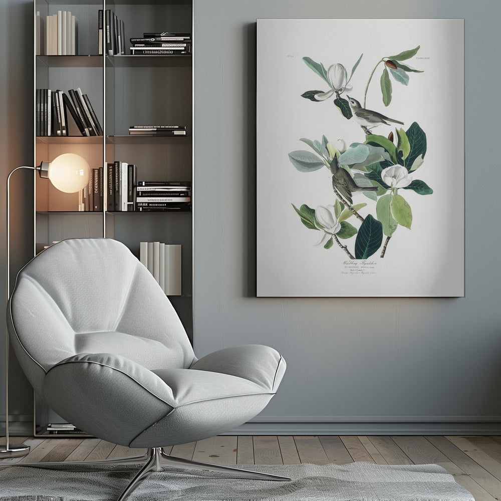 A vintage scientific illustration of two small olive-green birds, Warbling Flycatchers, perched on the branches of a magnolia tree. The tree has large green leaves and several large white magnolia flowers in various stages of bloom. The illustration is on a white background with script at the bottom and presented in a black frame. Decor